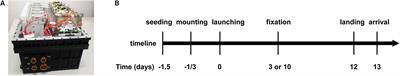 Microgravity-Induced Alterations of Inflammation-Related Mechanotransduction in Endothelial Cells on Board SJ-10 Satellite